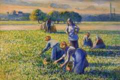 picking-peas