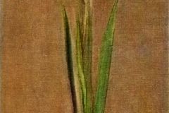 gladiolus-1