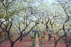 orchard-in-bloom