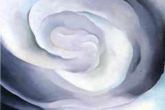 abstraction-white-rose