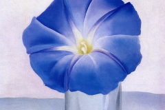 blue-morning-glory