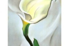 calla-lily-turned-away