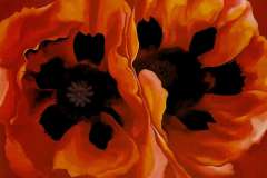 oriental-poppies