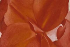 Georgia O'Keeffe; "Red Cannas"; 1927; oil on canvas; Amon Carter Museum, Fort Worth, Texas; 1986.11