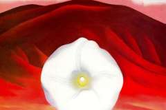 red-hills-and-white-flower