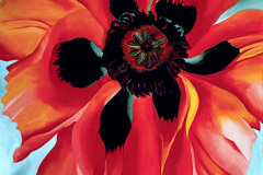 red-poppy-vi