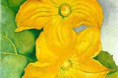 squash-blossoms-i