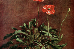 study-for-poppies