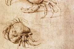 studies-of-crabs