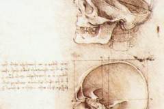 studies-of-human-skull-1489