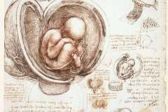 studies-of-the-foetus-in-the-womb