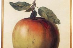 this-is-not-an-apple-rene-magritte-1964