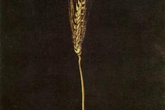 wheat-ear-1