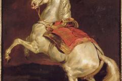 napoleon-s-stallion-tamerlan