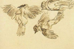 studies-of-a-dead-sparrow-1885