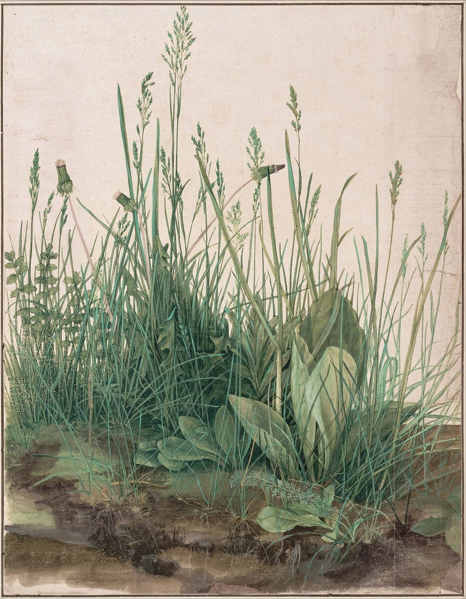 Dürer'in Büyük Çim Parçası suluboyası