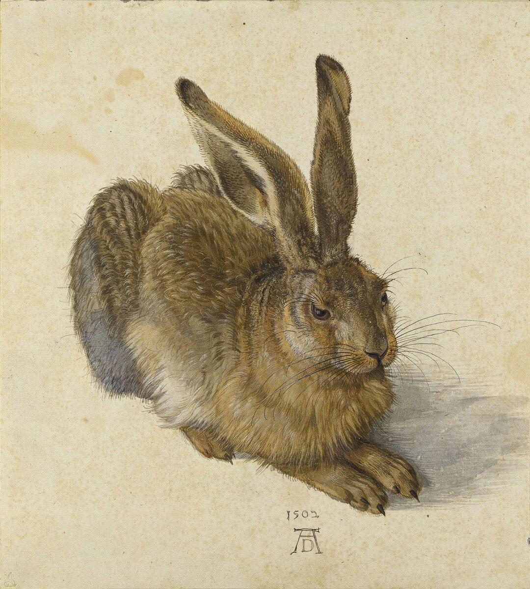 Dürer'in Genç Tavşan suluboyası: tek tek işlenmiş tüyler