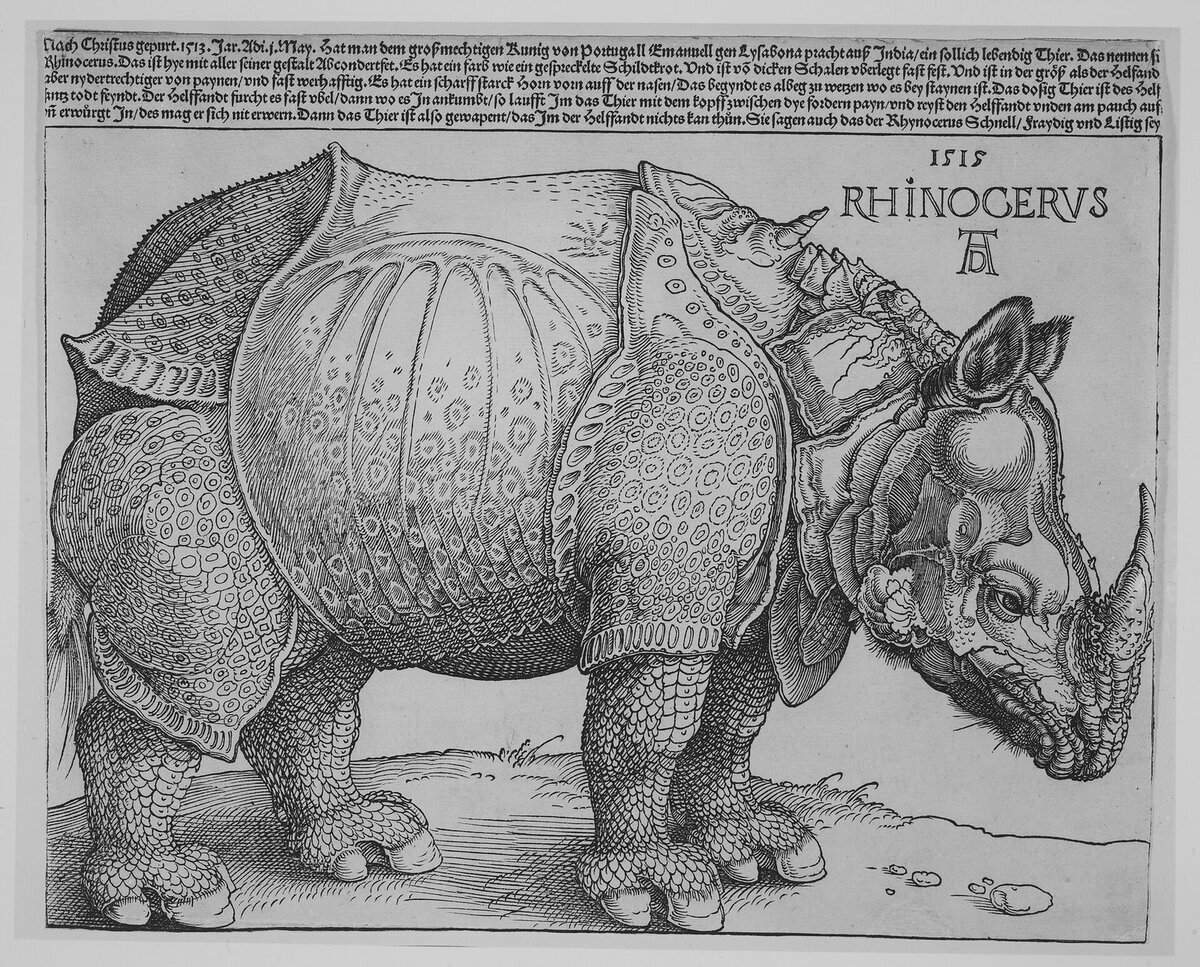 Dürer'in Gergedan gravürü: zırh gibi işlenmiş deri
