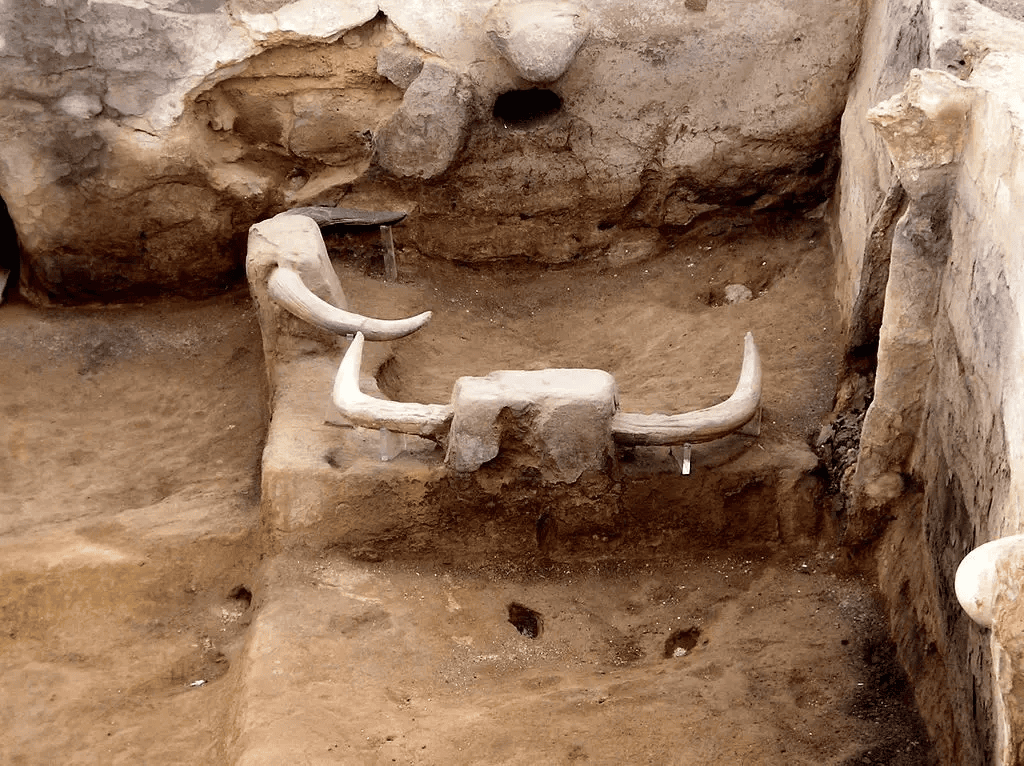 Çatalhöyük'te bir evde yerleştirilmiş yaban boğası boynuzları